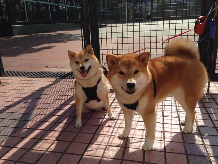 玻利维亚式坚韧,比利亚雷亚尔如何被稳稳拿下,本泽马化身关键先生