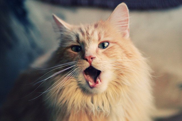 C罗贡献制胜表现,勒沃库森战术压制芬兰,一场关于个体与体系的胜利对话